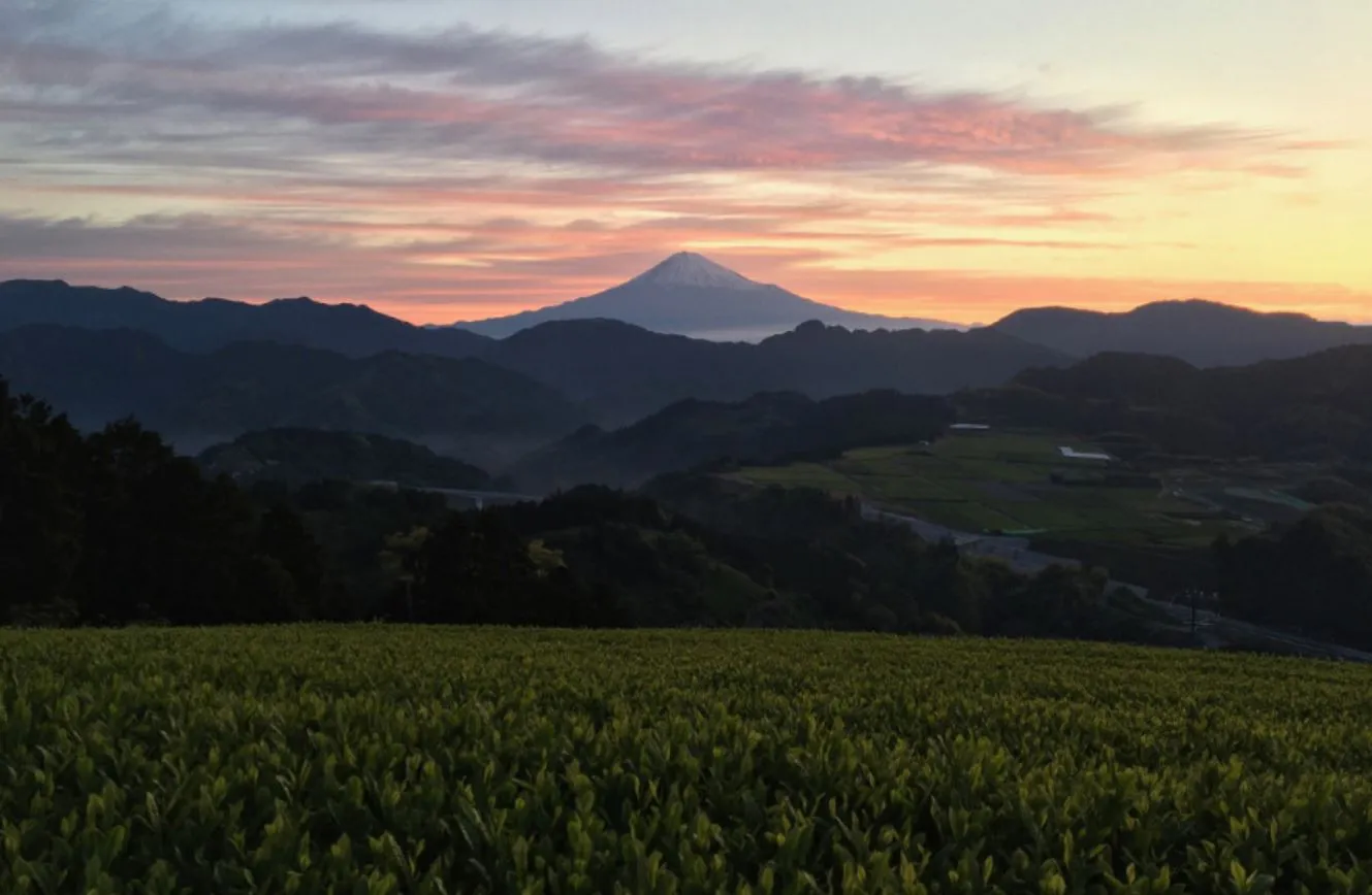 Yoshiwara Tea Farm